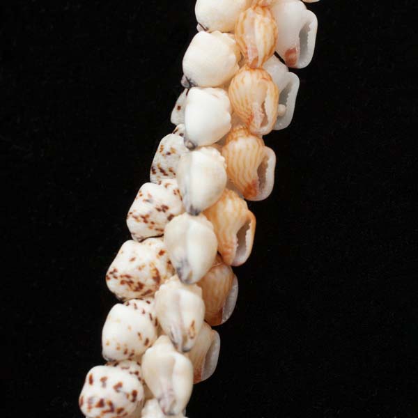 4-Tie Momi Poe Poe Ni'ihau Shell Lei